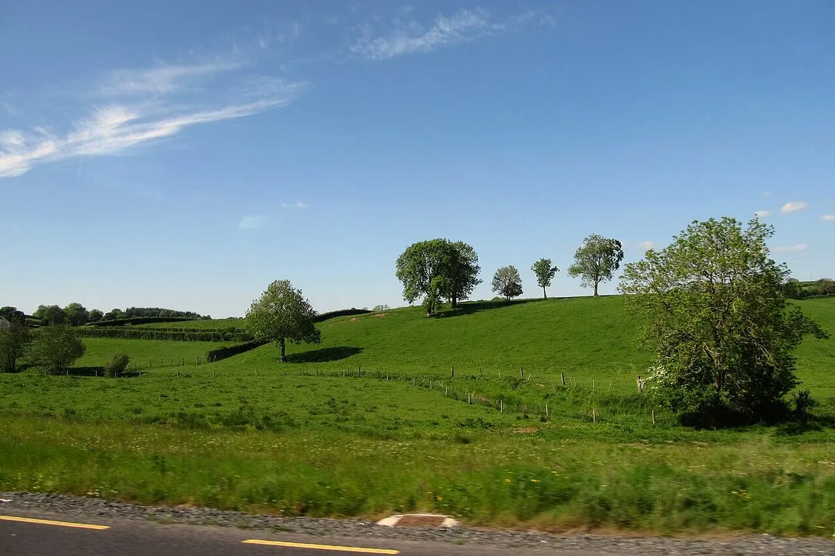 Trees on a drumlin beside the disused Ulster Canal