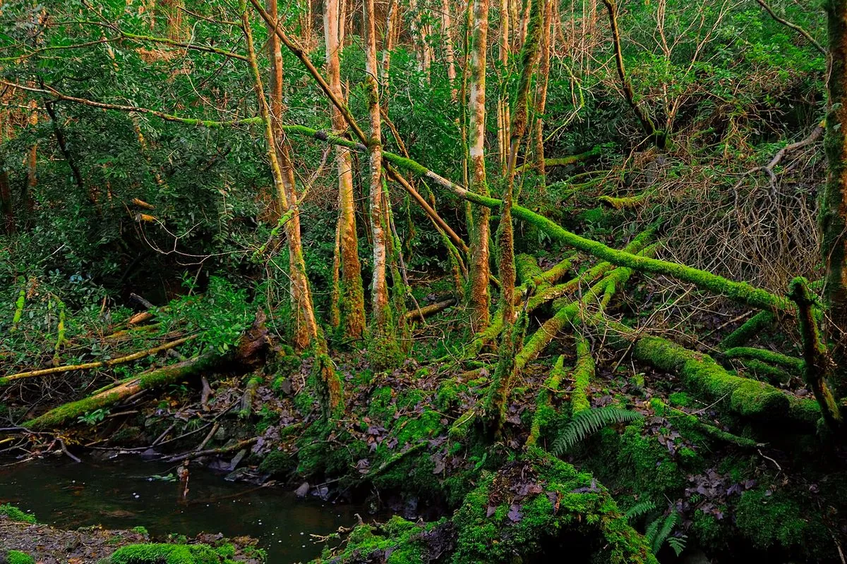 Mossy woodland in Rossmore Forest Park